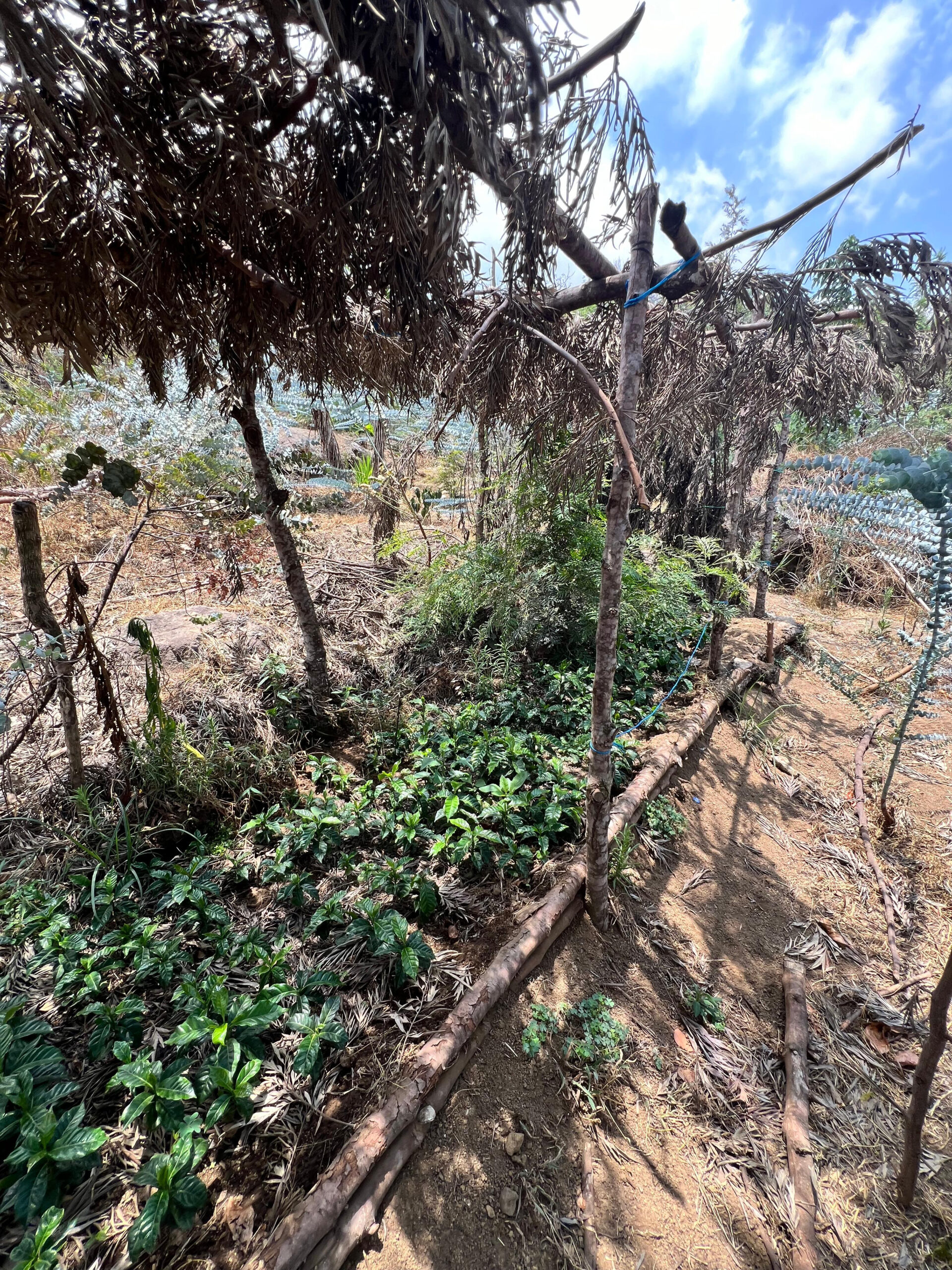 Fidel Raxcac&oacute;'s farm
